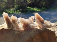 Natural Fairy Spirit Quartz Clusters x 12 From Boekenhouthoek, South Africa
