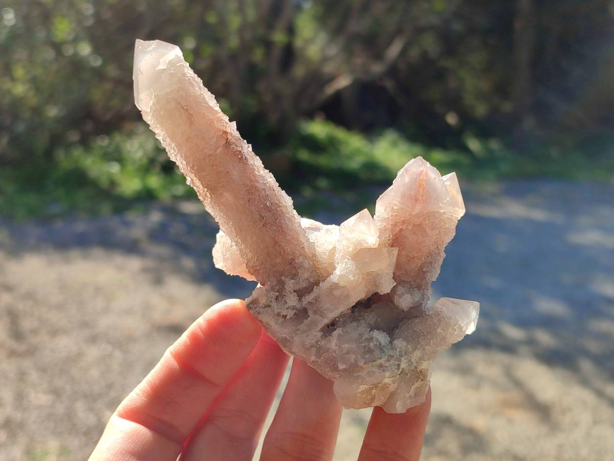 Natural Fairy Spirit Quartz Clusters x 12 From Boekenhouthoek, South Africa - Toprock Gemstones and Minerals 