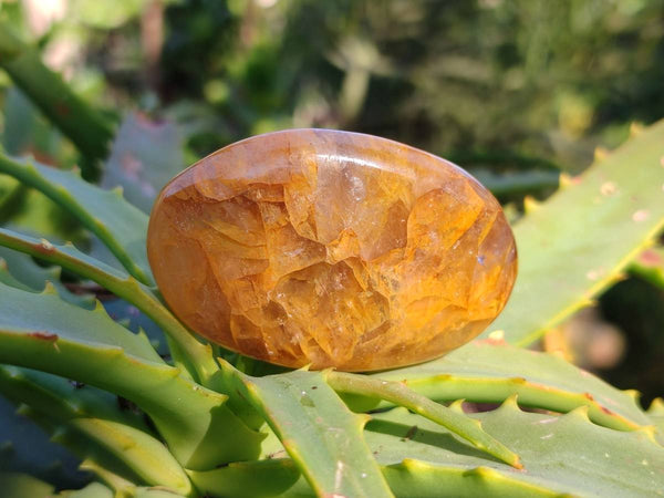 Polished Golden Healer Quartz Palm Stones x 17 From Madagascar