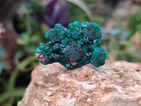 Natural Dioptase on Dolomite Matrix Specimens x 22 From Likasi, Congo