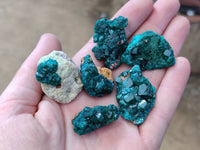 Natural Dioptase on Dolomite Matrix Specimens x 22 From Likasi, Congo