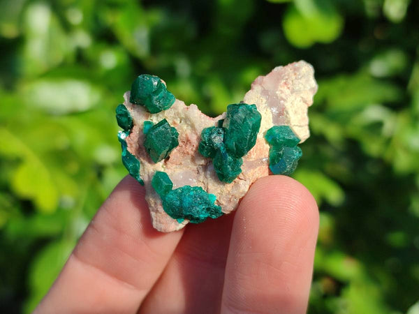Natural Dioptase on Dolomite Matrix Specimens x 22 From Likasi, Congo