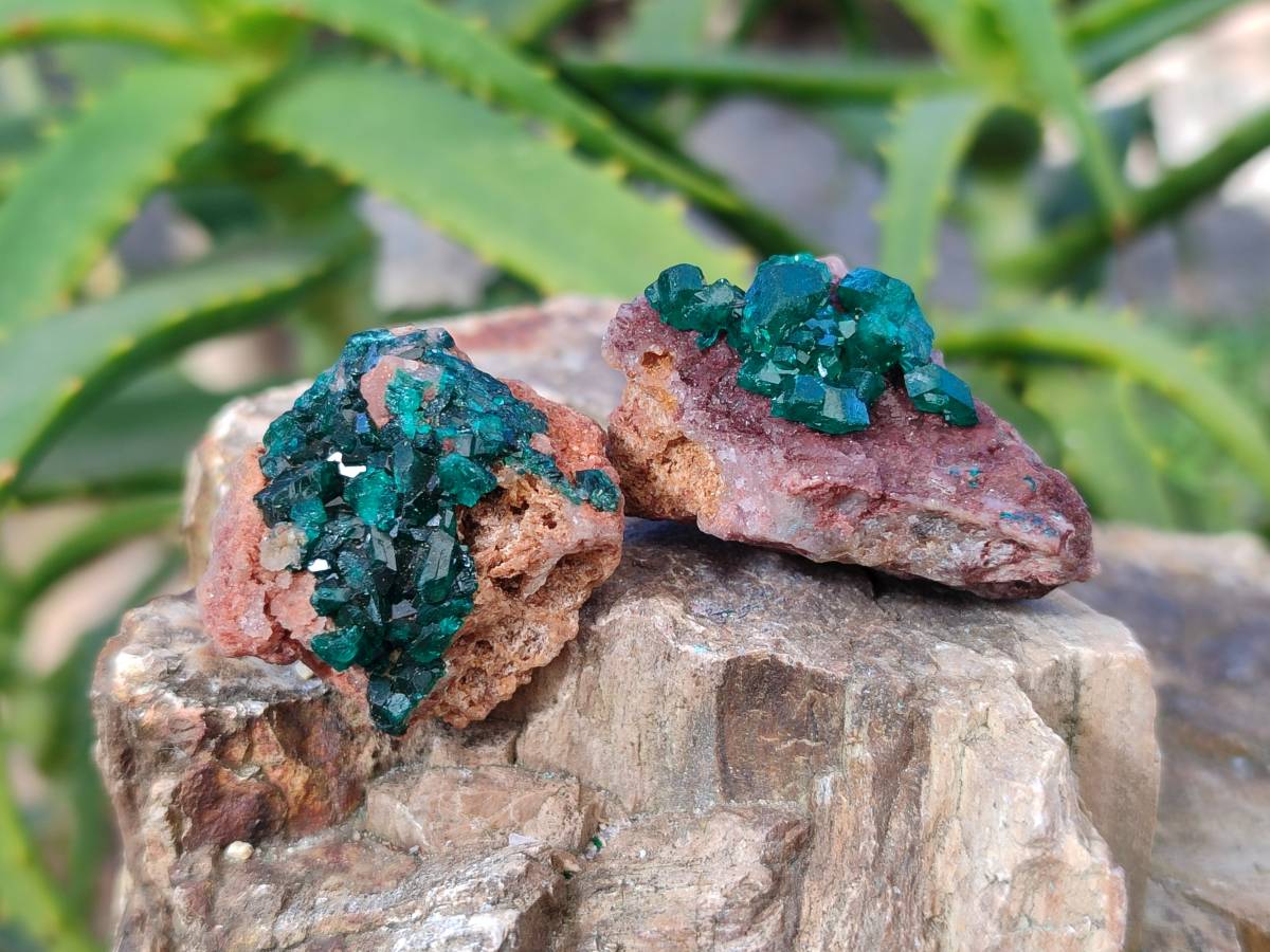 Natural Dioptase on Dolomite Matrix Specimens x 22 From Likasi, Congo - Toprock Gemstones and Minerals 