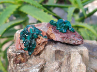 Natural Dioptase on Dolomite Matrix Specimens x 22 From Likasi, Congo