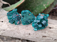 Natural Dioptase on Dolomite Matrix Specimens x 22 From Likasi, Congo