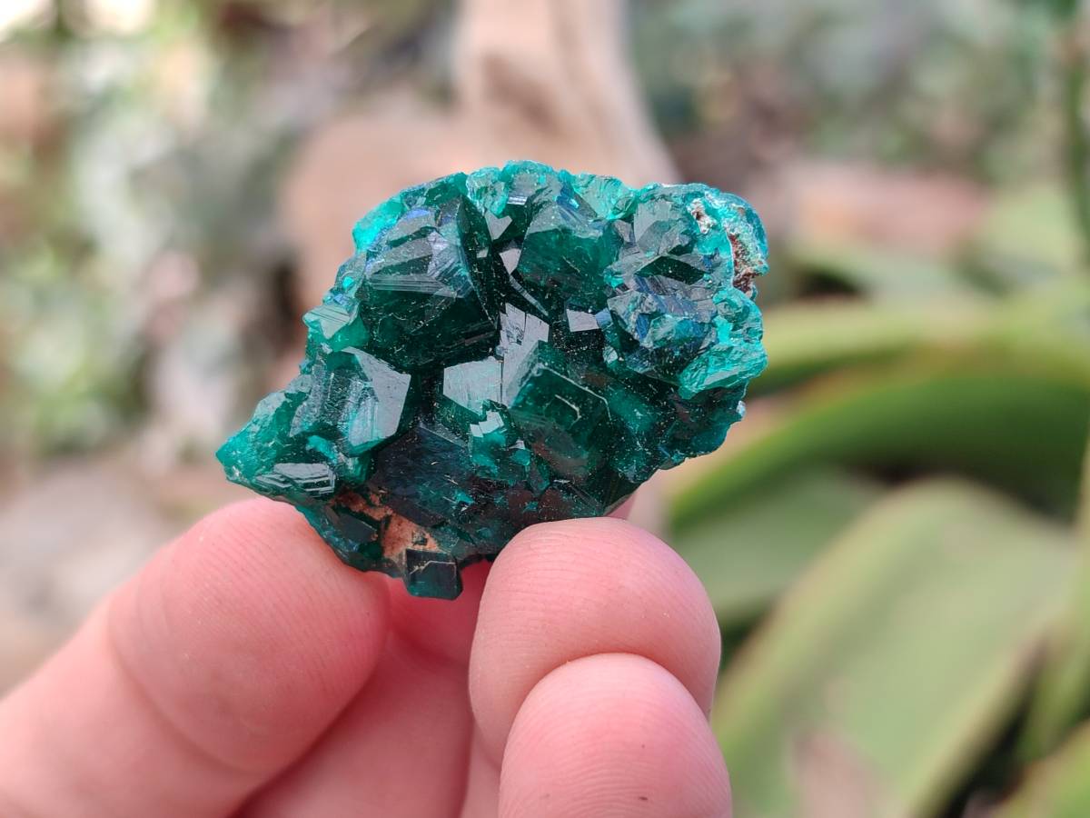 Natural Dioptase on Dolomite Matrix Specimens x 22 From Likasi, Congo - Toprock Gemstones and Minerals 