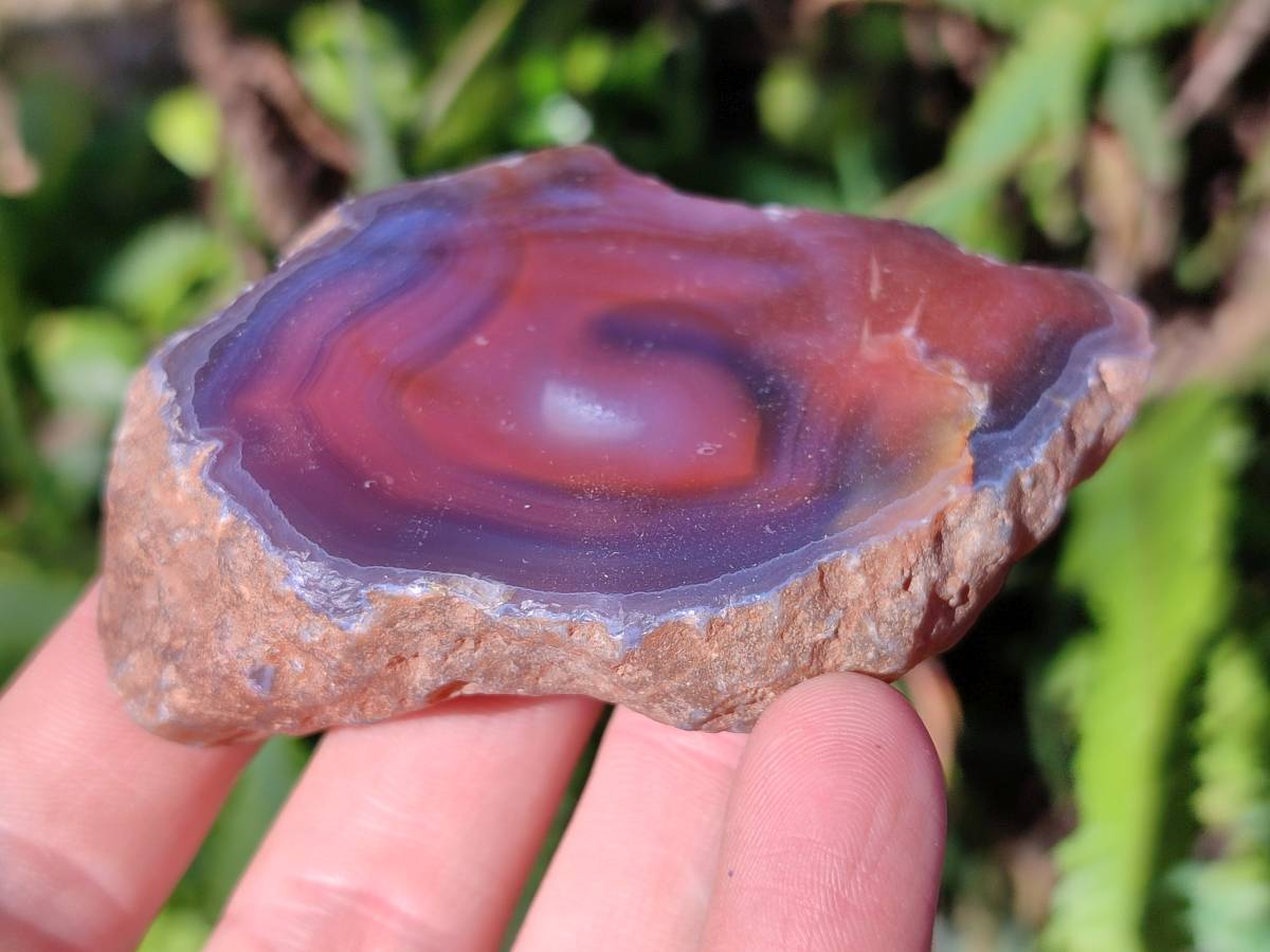 Polished On One Side Red Sashe River Agate Nodules x 12 From Zimbabwe - Toprock Gemstones and Minerals 