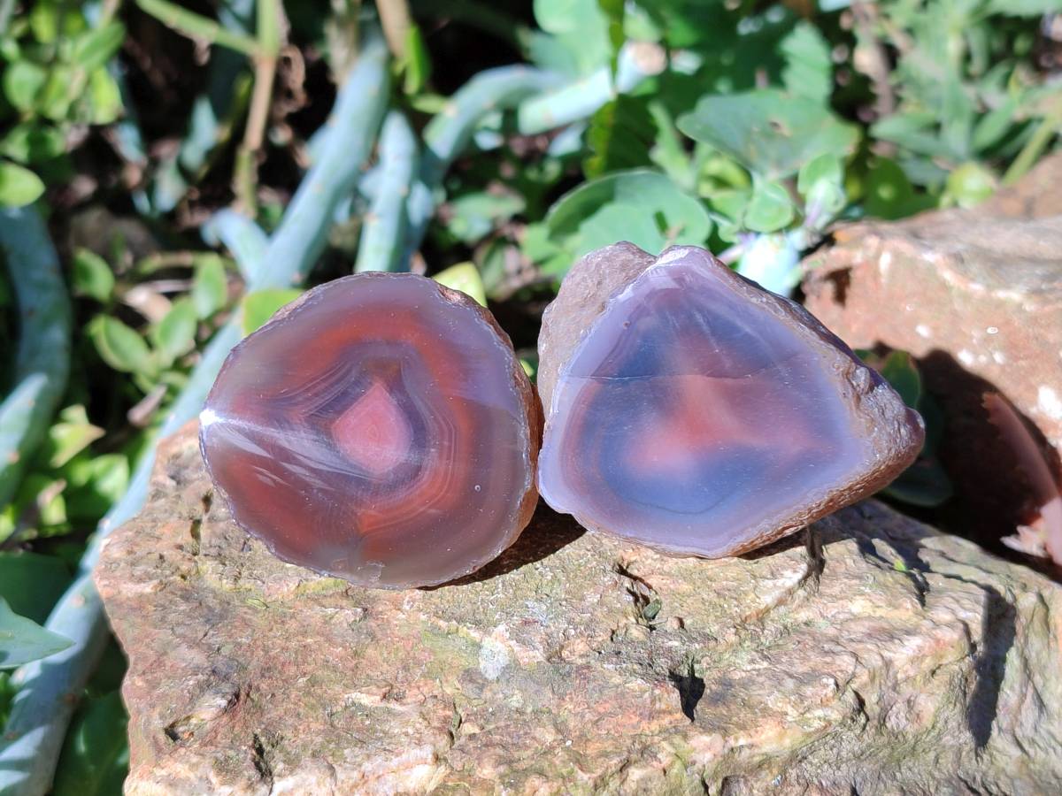 Polished On One Side Red Sashe River Agate Nodules x 12 From Zimbabwe - Toprock Gemstones and Minerals 