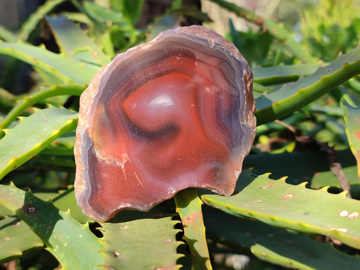 Polished On One Side Red Sashe River Agate Nodules x 12 From Zimbabwe - Toprock Gemstones and Minerals 