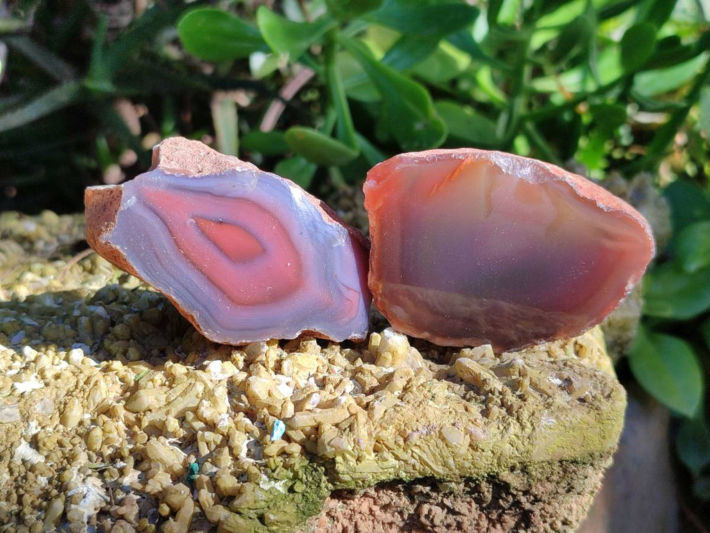 Polished On One Side Red Sashe River Agate Nodules x 12 From Zimbabwe - Toprock Gemstones and Minerals 