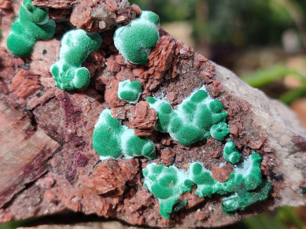 Natural Drusy Salrose on Dolomite Matrix Specimens x 3 From Kakanda, Congo