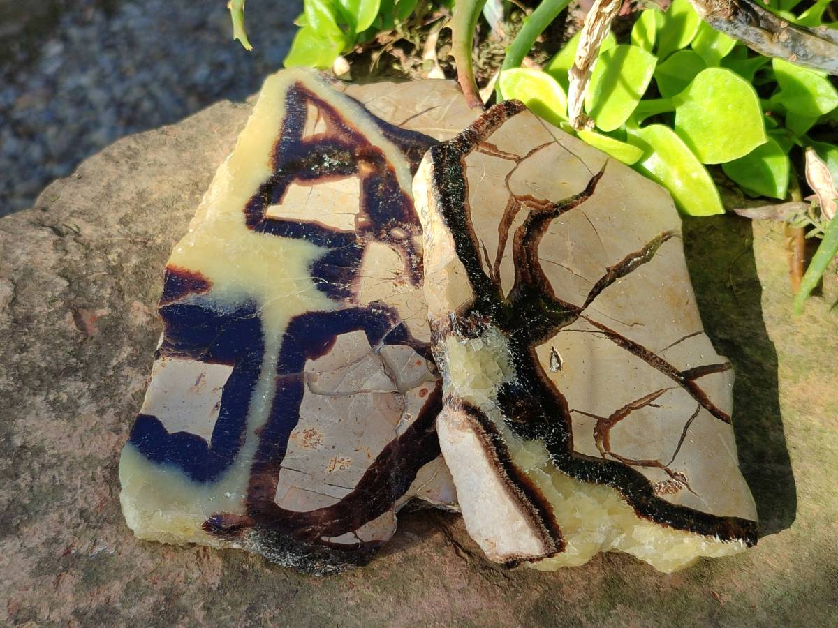 Polished On One Side Fossilized Septerye x 3 From Mahajanga, Madagascar - Toprock Gemstones and Minerals 