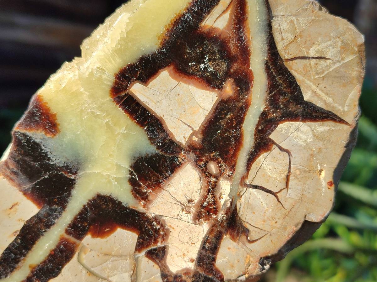 Polished On One Side Fossilized Septerye x 3 From Mahajanga, Madagascar - Toprock Gemstones and Minerals 