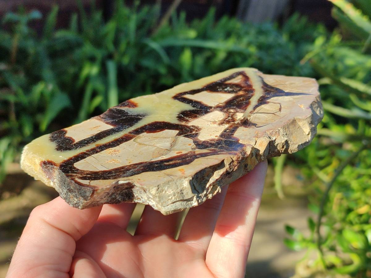 Polished On One Side Fossilized Septerye x 3 From Mahajanga, Madagascar - Toprock Gemstones and Minerals 