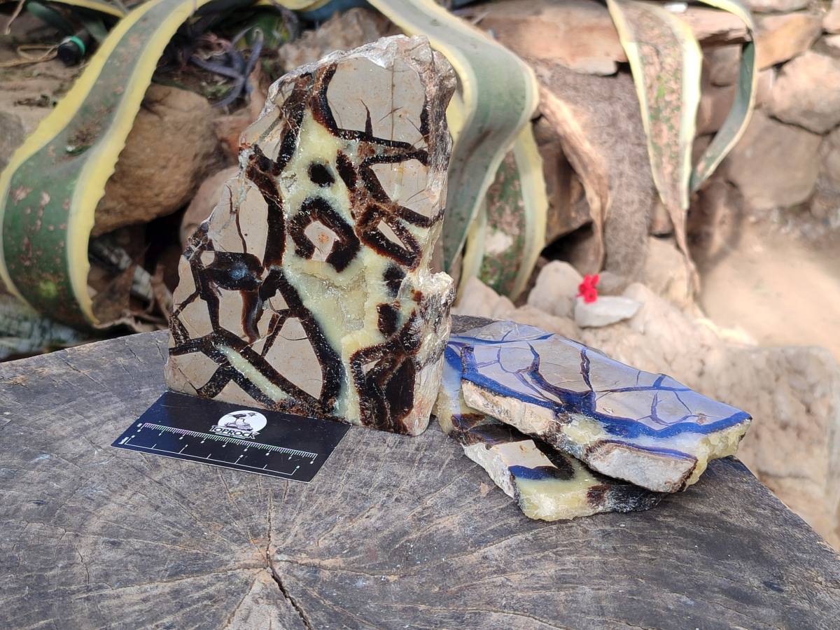 Polished On One Side Fossilized Septerye x 3 From Mahajanga, Madagascar - Toprock Gemstones and Minerals 