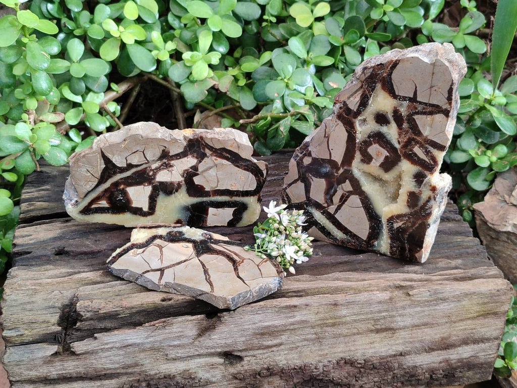 Polished On One Side Fossilized Septerye x 3 From Mahajanga, Madagascar - Toprock Gemstones and Minerals 