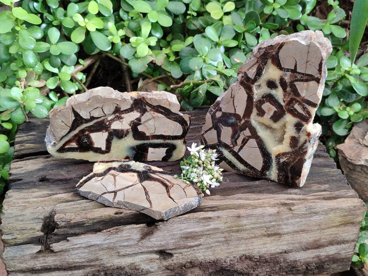 Polished On One Side Fossilized Septerye x 3 From Mahajanga, Madagascar - Toprock Gemstones and Minerals 