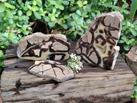 Polished On One Side Fossilized Septerye x 3 From Mahajanga, Madagascar - Toprock Gemstones and Minerals 