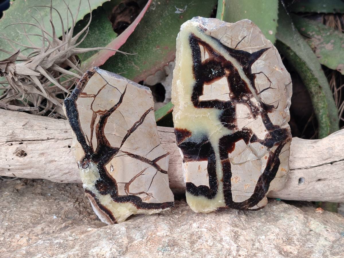 Polished On One Side Fossilized Septerye x 3 From Mahajanga, Madagascar - Toprock Gemstones and Minerals 