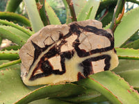 Polished On One Side Fossilized Septerye x 3 From Mahajanga, Madagascar - Toprock Gemstones and Minerals 