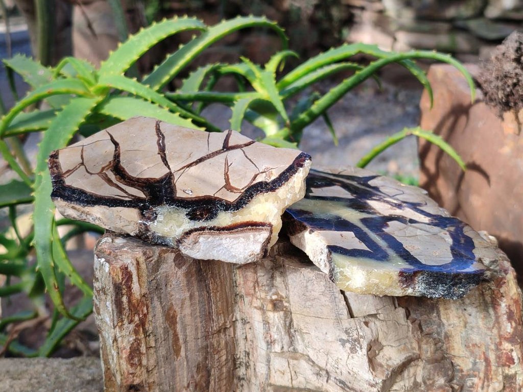 Polished On One Side Fossilized Septerye x 3 From Mahajanga, Madagascar - Toprock Gemstones and Minerals 