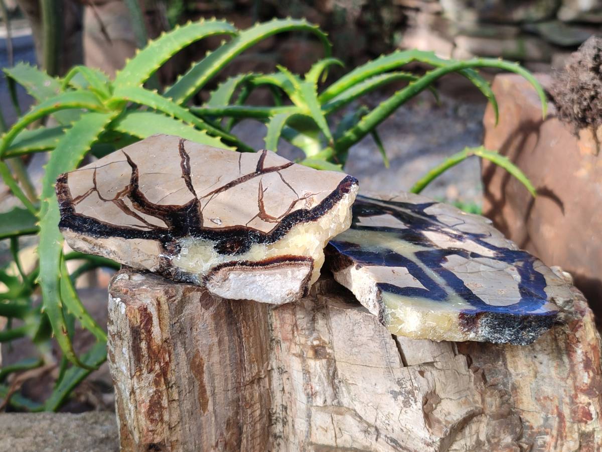 Polished On One Side Fossilized Septerye x 3 From Mahajanga, Madagascar - Toprock Gemstones and Minerals 