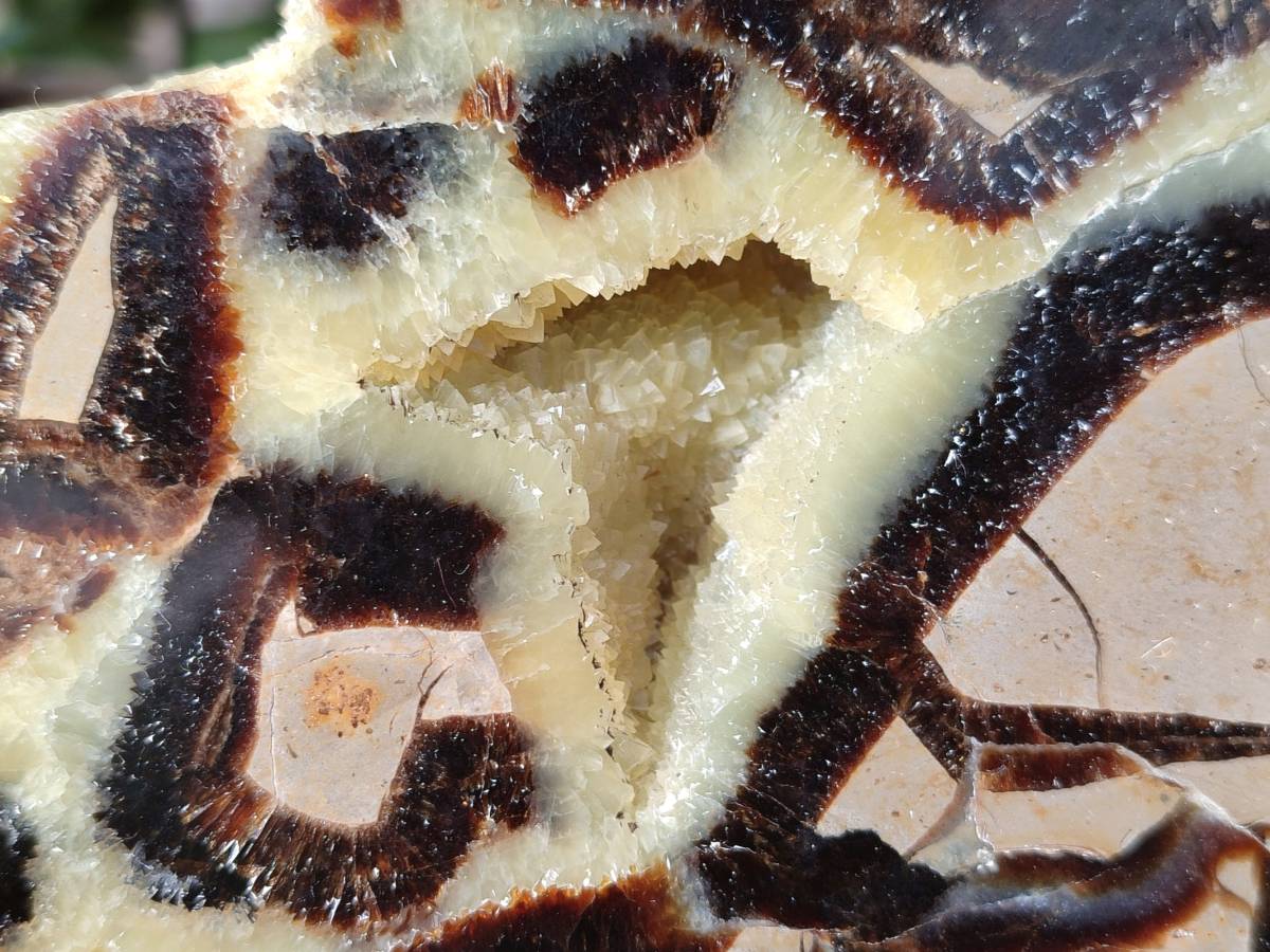 Polished On One Side Fossilized Septerye x 3 From Mahajanga, Madagascar - Toprock Gemstones and Minerals 