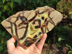 Polished On One Side Fossilized Septerye x 3 From Mahajanga, Madagascar - Toprock Gemstones and Minerals 