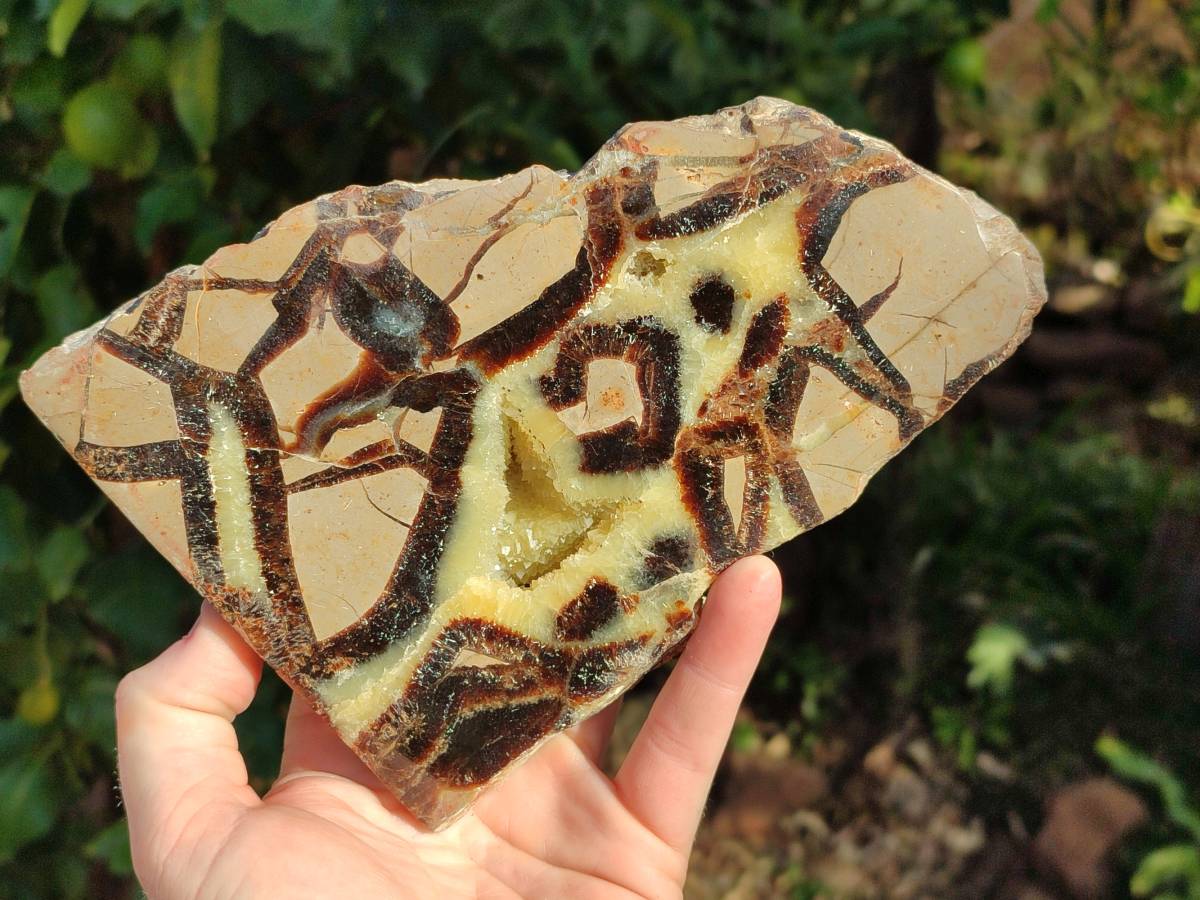 Polished On One Side Fossilized Septerye x 3 From Mahajanga, Madagascar - Toprock Gemstones and Minerals 