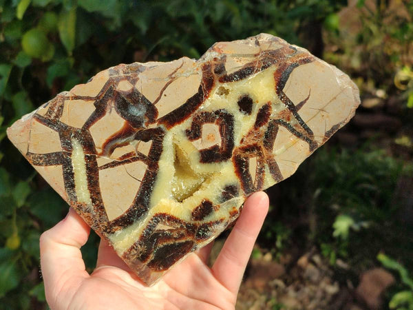 Polished On One Side Fossilized Septerye x 3 From Mahajanga, Madagascar