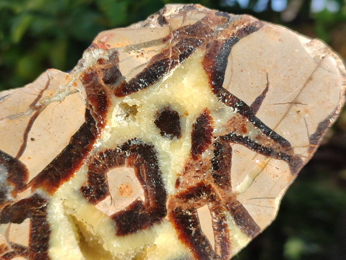Polished On One Side Fossilized Septerye x 3 From Mahajanga, Madagascar - Toprock Gemstones and Minerals 