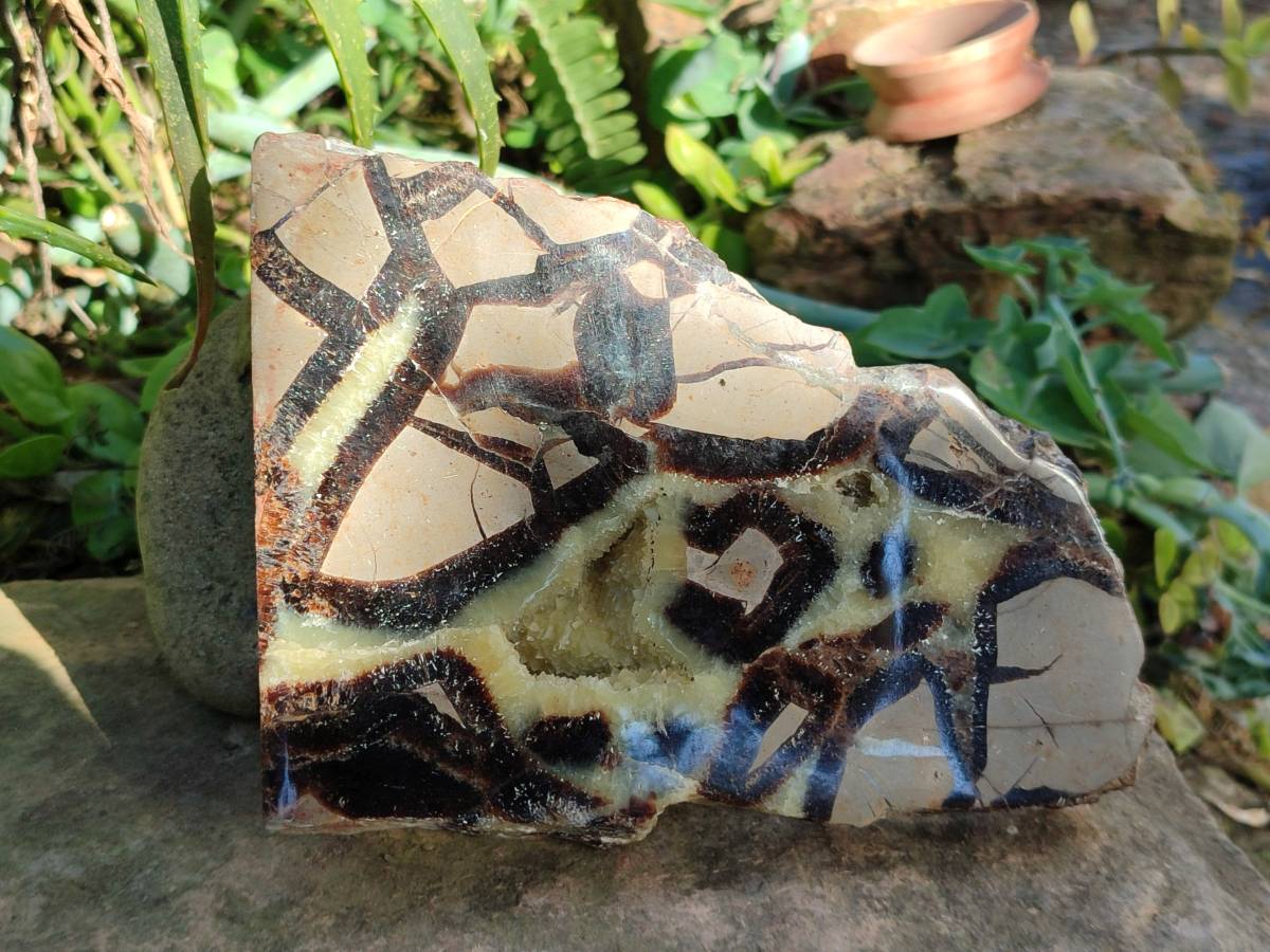 Polished On One Side Fossilized Septerye x 3 From Mahajanga, Madagascar - Toprock Gemstones and Minerals 