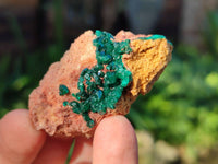 Natural Dioptase on Dolomite Matrix Specimens x 16 From Likasi, Congo