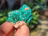 Natural Dioptase on Dolomite Matrix Specimens x 16 From Likasi, Congo