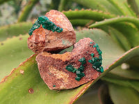 Natural Dioptase on Dolomite Matrix Specimens x 16 From Likasi, Congo