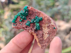 Natural Dioptase on Dolomite Matrix Specimens x 16 From Likasi, Congo - Toprock Gemstones and Minerals 