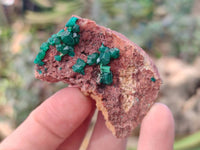 Natural Dioptase on Dolomite Matrix Specimens x 16 From Likasi, Congo