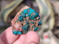 Natural Dioptase on Dolomite Matrix Specimens x 16 From Likasi, Congo