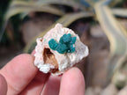 Natural Dioptase on Dolomite Matrix Specimens x 16 From Likasi, Congo - Toprock Gemstones and Minerals 