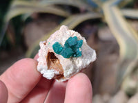 Natural Dioptase on Dolomite Matrix Specimens x 16 From Likasi, Congo