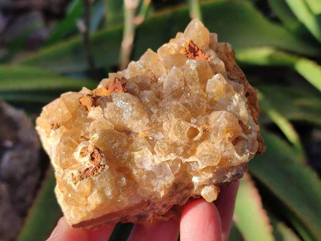 Natural Golden Limonite Quartz Clusters x 12 From Solwezi, Zambia - Toprock Gemstones and Minerals 