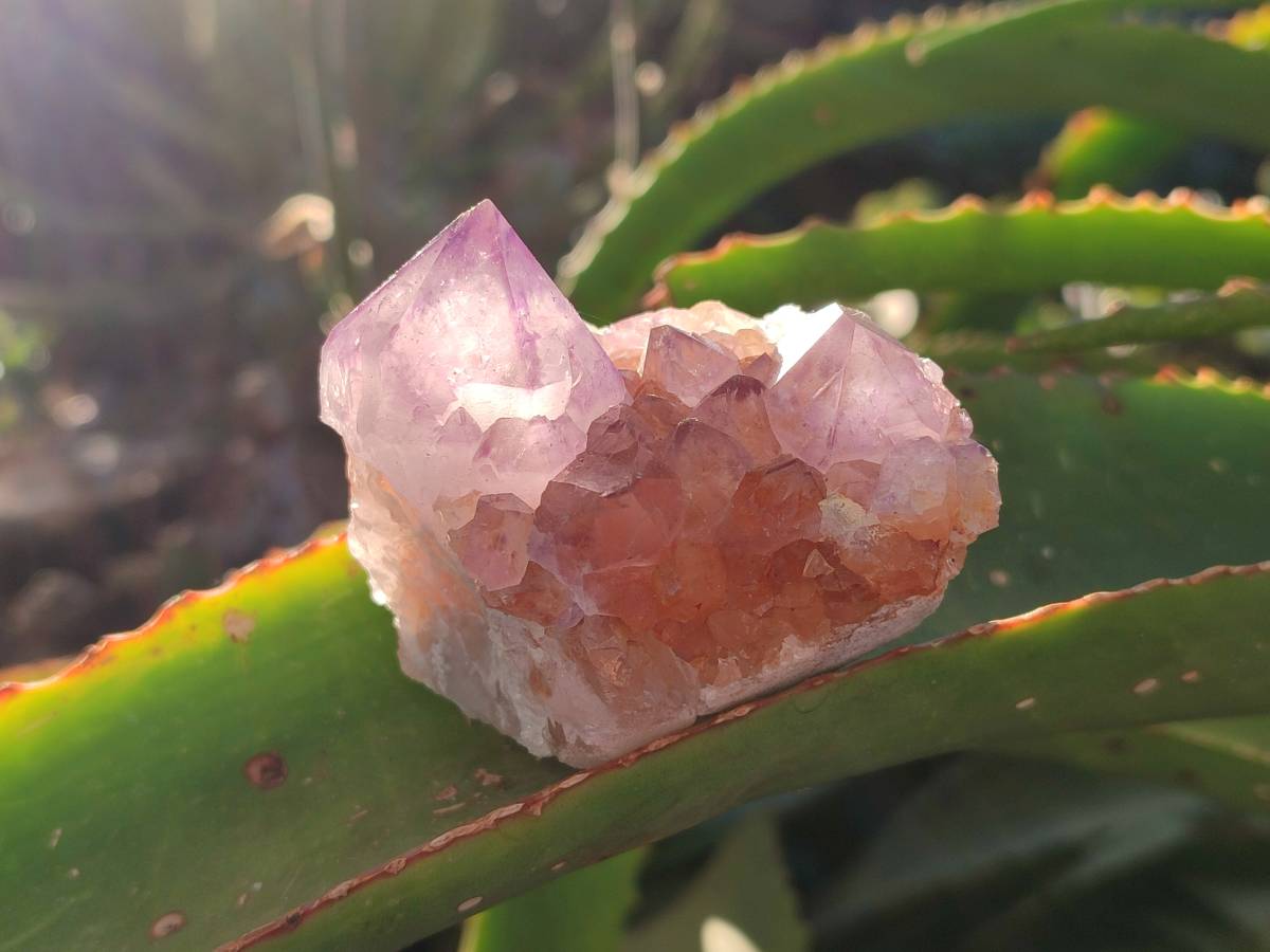 Natural Amethyst Spirit Quartz Clusters x 12 From Boekenhouthoek, South Africa - Toprock Gemstones and Minerals 