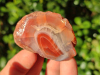 Polished On One Side Red Sashe River Agate Nodules x 20 From Zimbabwe - Toprock Gemstones and Minerals 