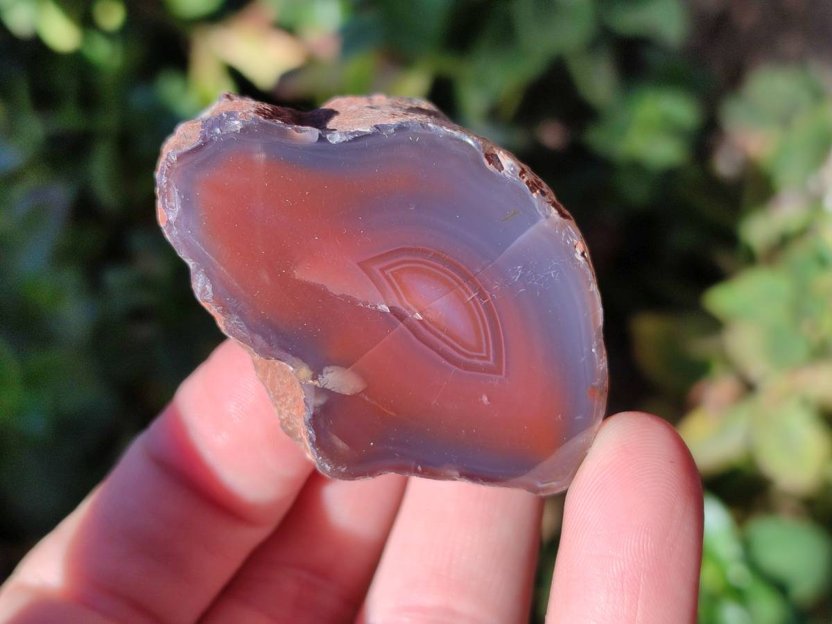 Polished On One Side Red Sashe River Agate Nodules x 20 From Zimbabwe - Toprock Gemstones and Minerals 