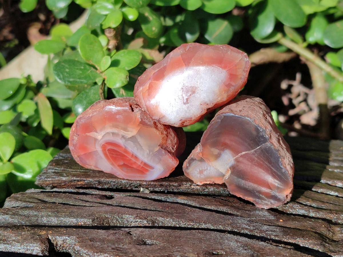 Polished On One Side Red Sashe River Agate Nodules x 20 From Zimbabwe - Toprock Gemstones and Minerals 