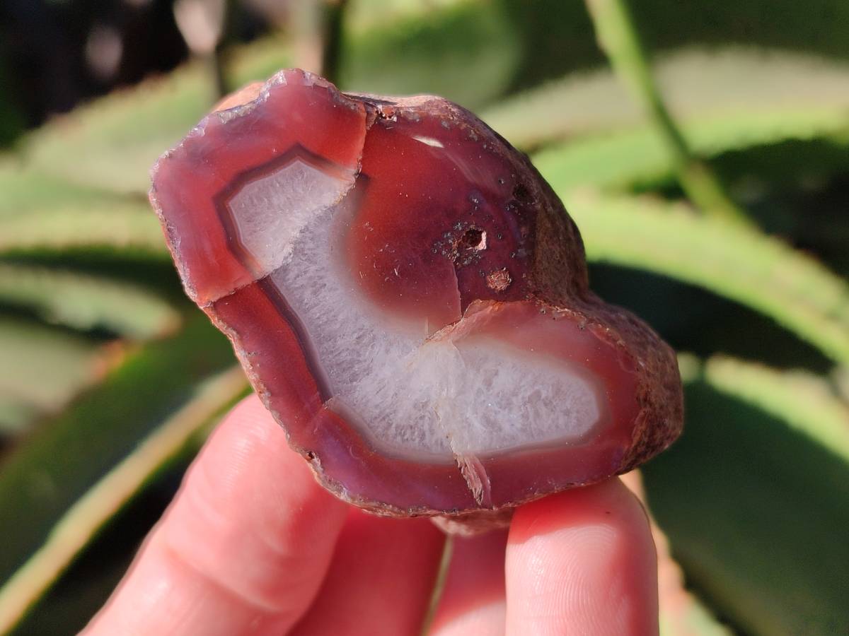 Polished On One Side Red Sashe River Agate Nodules x 20 From Zimbabwe - Toprock Gemstones and Minerals 