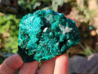 Natural Dioptase on Dolomite Matrix Specimens x 2 From Likasi, Congo