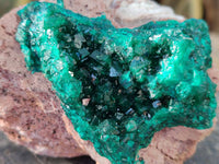 Natural Dioptase on Dolomite Matrix Specimens x 2 From Likasi, Congo
