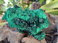 Natural Silky Malachite Specimens x 5 From Congo