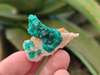 Natural Dioptase on Dolomite Matrix Specimens x 23 From Likasi, Congo